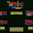 Image-0002.png Chromosome genetic recombination blender 3d