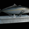 Greater-Amberjack-statue-13.png fish greater amberjack / Seriola dumerili statue detailed texture for 3d printing