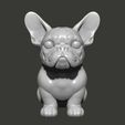 CB01.jpg Cute french bulldog, bully puppy