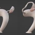 26.jpg 3D Model of Female Reproductive, Urinary System, Hip and Sacrum