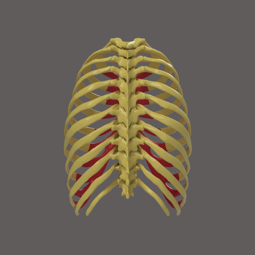 3.png CÔTES AVEC CARTILAGE COSTAL SEGMENTÉ