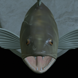 zander-head-trophy-19.png fish head trophy zander / pikeperch / Sander lucioperca open mouth statue detailed texture for 3d printing