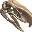 05.png Terror bird- birds terror skull in 3D