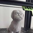 SHIH-TZU_Front2.jpeg Seated Shih Tzu