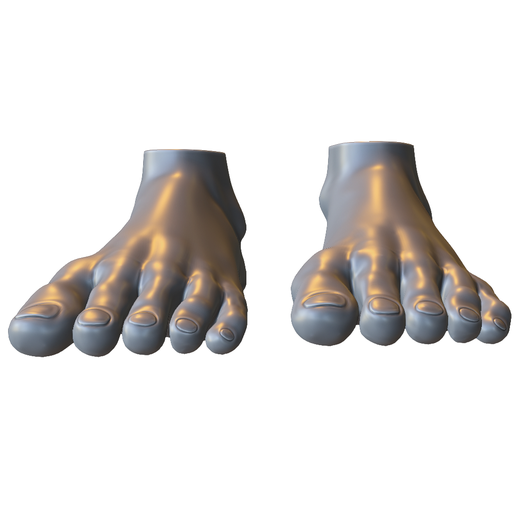 Human Feet Anatomy