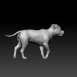 bull4.jpg Bull terrier -Race de chien- big dog - wild dog