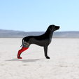 Foto2.png Biomechanical Prosthesis for Dog Rear Right Leg - Biomechanical Prosthesis for Dog Rear Right Leg