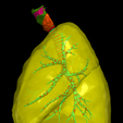 02.png 3D Model of the Lungs Airways