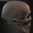 Highly-Detailed-Human-Skull-018.jpg Highly Detailed Human Skull