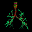 1.png 3D Model of the Lungs Airways