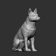 Australian-Cattle-Dog-sitting13.jpg Australian Cattle Dog Sitting Pose STL 3D print model