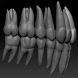 UL-side.png full anatomy upper and lower teeth 1