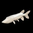 WIRE.jpg PIKE FISH Esox Masquinongy FISH ANIMAL SEA 3D MODEL 3D - FISH Muskellunge MONSTER HUNTER RAPTOR DINOSAUR RAPTOR 3D MODEL
