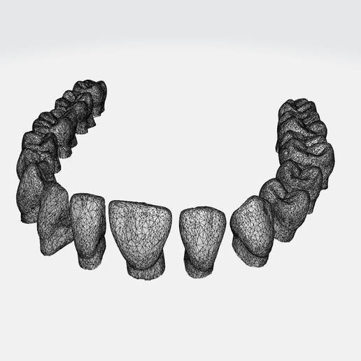 TEETH MOUTH ANATOMY SKULL ANATOMY Human Female Skull Skeleton BONES HEAD MOUTH TEETH JAW