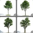 tOY4Na5K.jpeg Pot Plant Long Tree 3D Model Plant 57-60