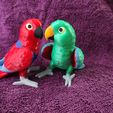 IMG_20250312_172522744.jpg Eclectus