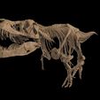 untitled.69.jpg Tyrannosaurus T-rex skeleton