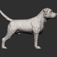 Border-terrier6.jpg Border terrier 3D print model
