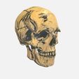 3.jpg scull