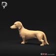 Dachshund-Smooth-Haired-Pose-03-Dog-3D-Print-8s.jpeg Teckel à poil lisse Pose 03