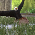 0_00017.png Eagle Eagle - DOWNLOAD Eagle 3d Model - Animated for Blender-Fbx-Unity-Maya-Unreal-C4d-3ds Max - 3D Printing Eagle Eagle BIRD - DINOSAUR - POKÉMON - PREDATOR - SKY - MONSTER
