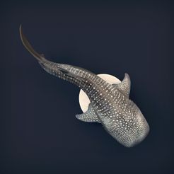 Whale_shark_11.jpg 3D-Datei Walhai・Design zum Herunterladen und 3D-Drucken, AnimalDenMiniatures
