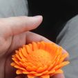13266086_10153934938044425_178354575468361439_n.jpg Flower