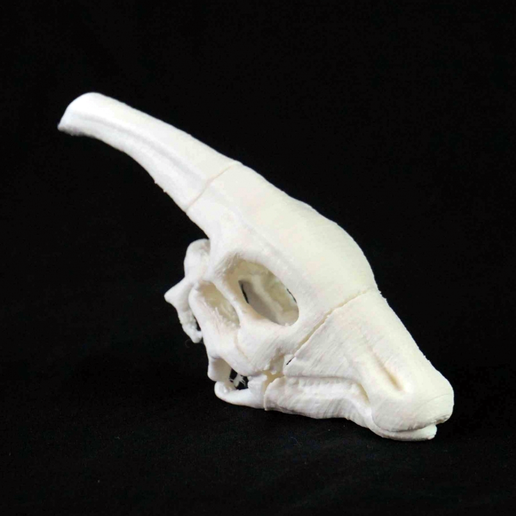 Friendly Dinosaur Skull 3D model