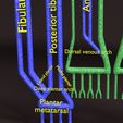 PSfinal0077.jpg Human venous system schematic 3D