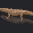 B01.png Alligator 01