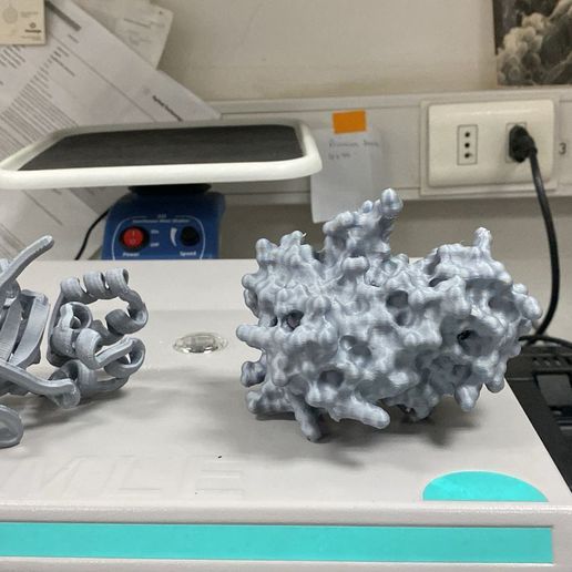 c-elegans MSRA (Methionine sulfoxide reductase A) protein 3D Models – Ribbon & Surface Visualizations (Printable) 3D model