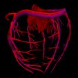 1.png 3D Heart Anatomy with Codominance