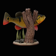 peacock-bass-trophy-natural-2-2-7.png Peacock bass (Cichla ocellaris) fish trophy in motion sculpture 2 underwater detailed texture for 3d printing