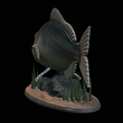 Dentex-statue-1-16.png fish Common dentex / dentex dentex statue underwater detailed texture for 3d printing