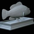 Dusky-grouper-35.png fish dusky grouper / Epinephelus marginatus statue detailed texture for 3d printing