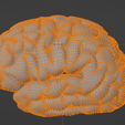 23.png 3D Model of Brain with Cerebellum and Brain Stem