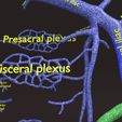 PSfinal0069.jpg Human venous system schematic 3D