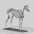 HorSkel_Assembled.jpg Esqueleto de cavalo