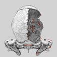 skull-labelled-anatomy-text-ldetailed-3d-model-blend-5.jpg skull labelled anatomy text detailed 3D