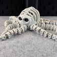IMG_7986.jpg Articulated Skeleton Octopus