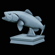 Bass-trophy-39.png Largemouth Bass / Micropterus salmoides fish in motion trophy statue detailed texture for 3d printing