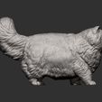Persian-cat6.jpg Persian cat 3D print model