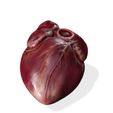 7.jpg HEART ANATOMY HEART EYE THORAX TRACHEA TONGUE PULMON LUNGS KIDNEYS LIVER DOWNLOAD 3D MODEL PRINTING THROAT