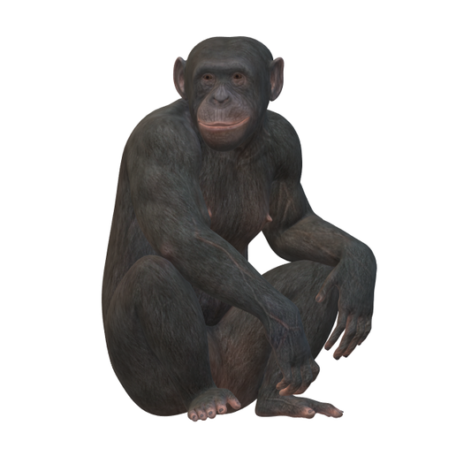 ape.png настоящая обезьяна