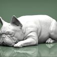 French-Bulldog1.jpg French Bulldog 3D print model