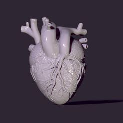 1.jpg anatomical heart