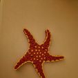 flexi-starfish-2.jpg flexi SEA STARFISH