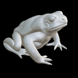 Capture-d’écran-2023-07-06-à-10.36.12.png toad