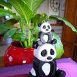 IMG_20200118_153317.jpg PANDA