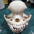 pug-skull-02.jpg Pug skull